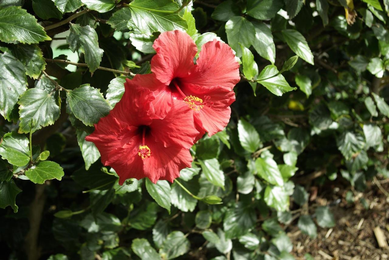 Willa Calaca Funchal (Madeira)
